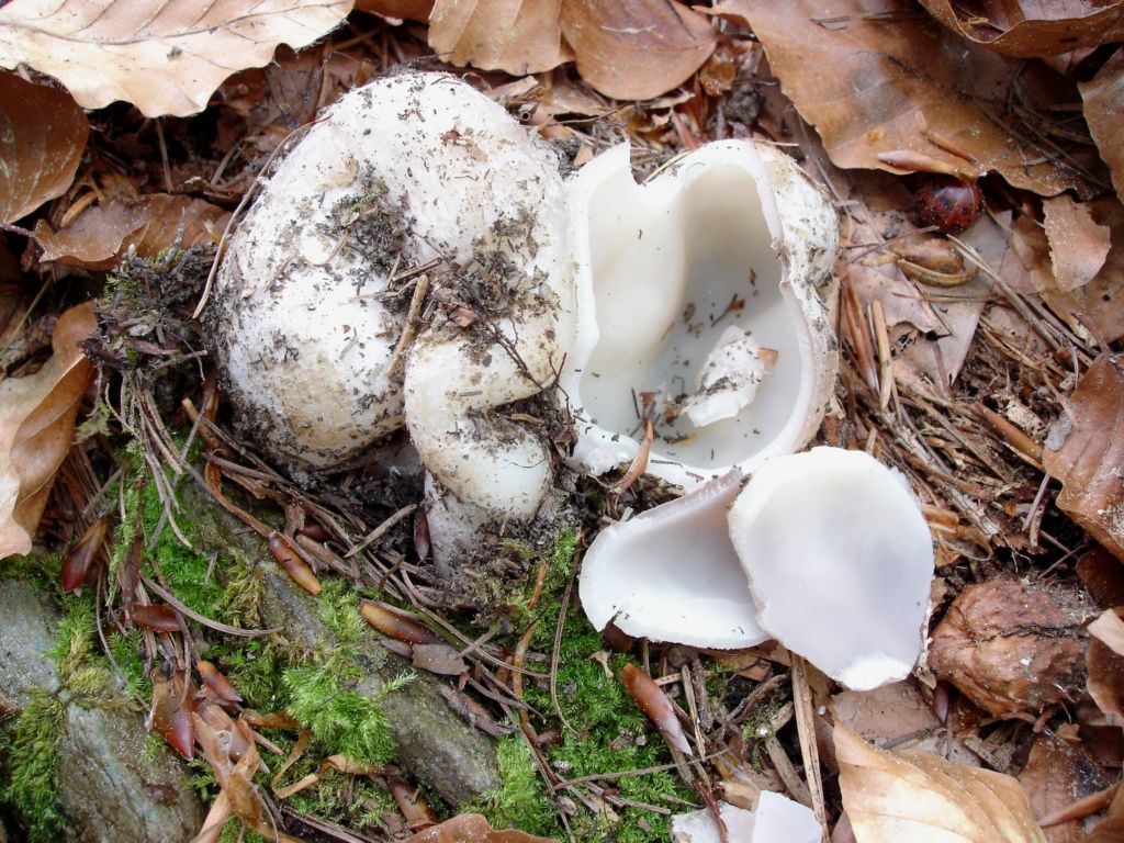 Sarcosphaera crassa